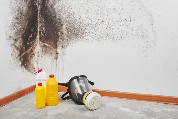 Best DIY Mold Remediation Support Services in Pleasant Hill, MS