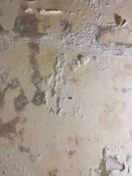 Pleasant Hill, MS Mold Remediation Company
