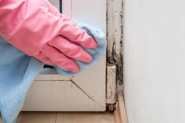 Best Residential Mold Remediation in Pleasant Hill, MS