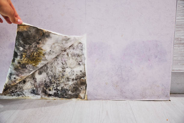 Best Localized Mold Remediation (e.g., coastal areas, humid climates) in Pleasant Hill, MS